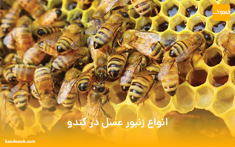 انواع زنبور عسل در کندو