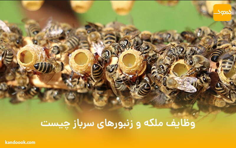 وظایف ملکه و زنبورهای سرباز چیست و روند تولید عسل طبیعی چگونه است ؟