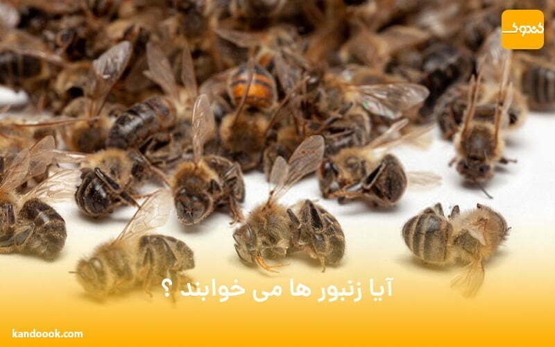 آیا زنبور ها می خوابند ؟