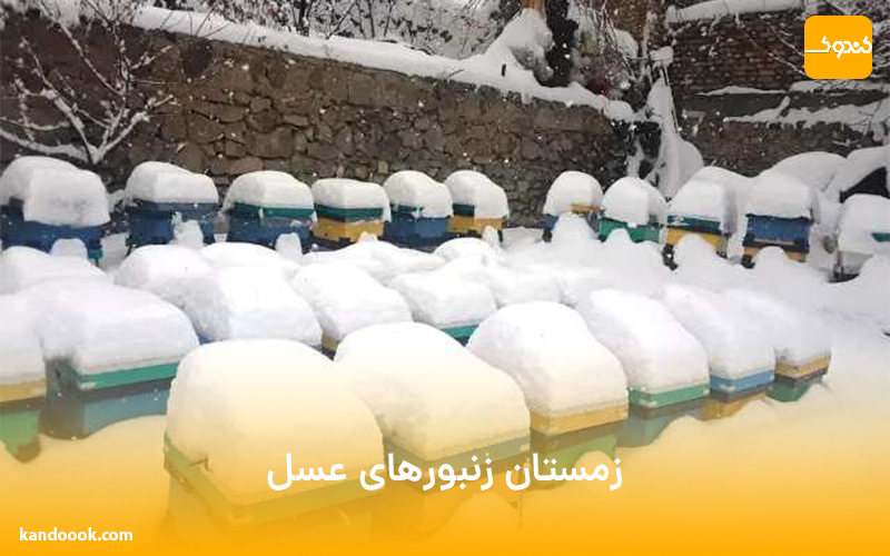 زمستان زنبورهای عسل !