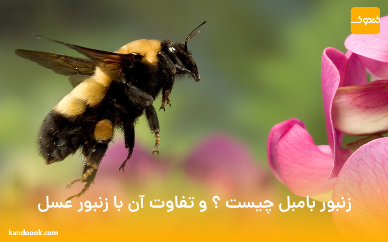 زنبور بامبل چیست ؟ و تفاوت آن با زنبور عسل