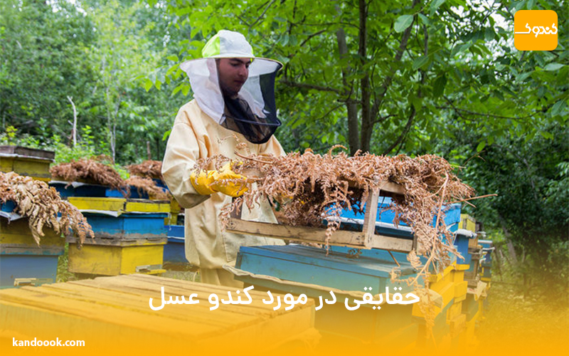 حقایقی در مورد کندو عسل
