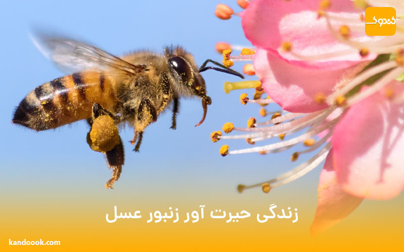 زندگی حیرت آور زنبور عسل !