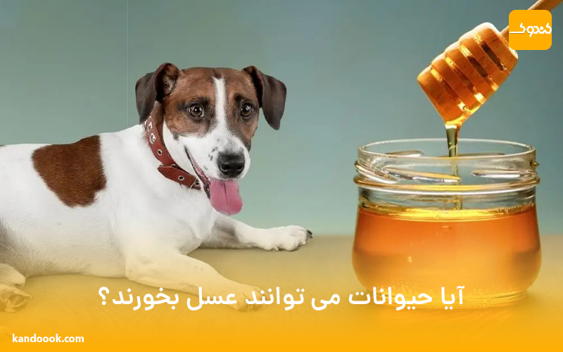 آیا حیوانات می توانند عسل بخورند؟