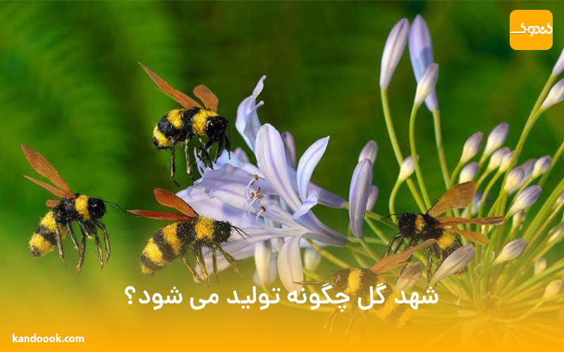 شهد گل چگونه تولید می شود؟
