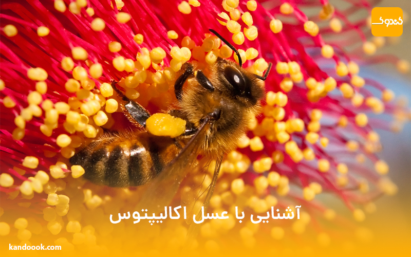 آشنایی با عسل اکالیپتوس
