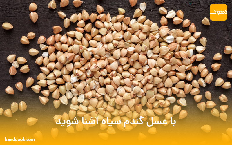 با عسل گندم سیاه آشنا شوید