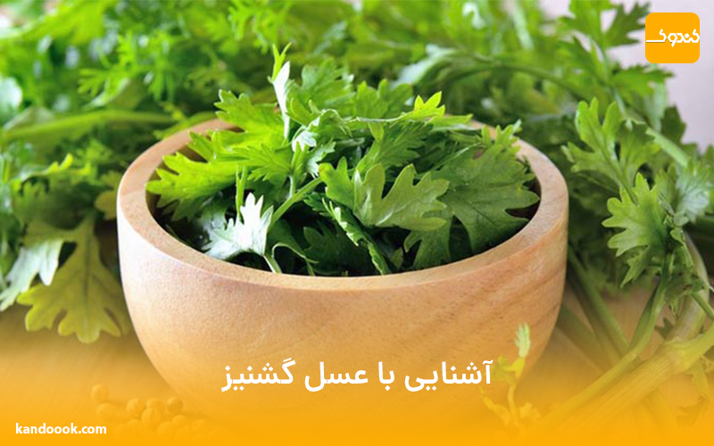 آشنایی با عسل گشنیز