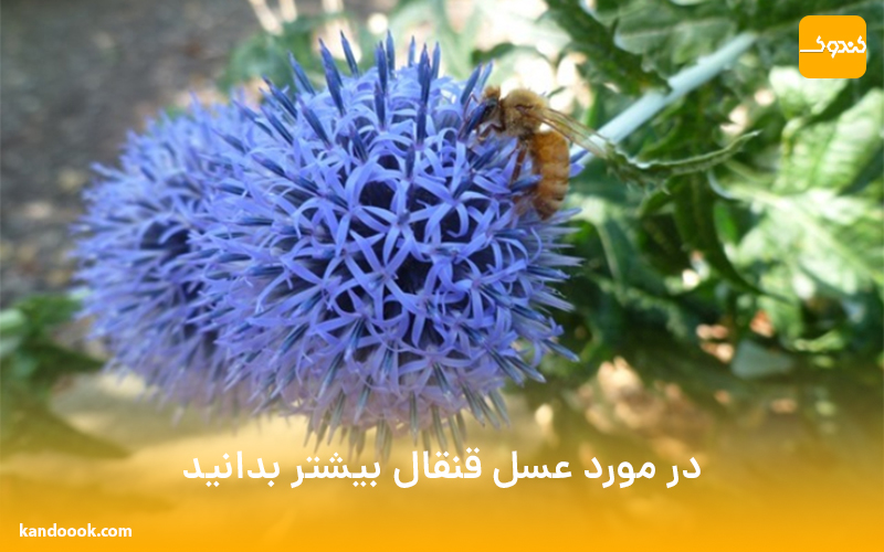 در مورد عسل قنقال بیشتر بدانید