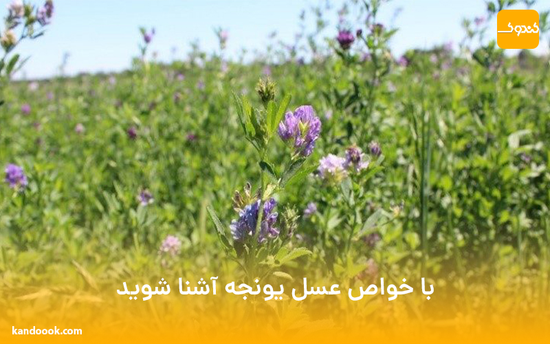 با خواص عسل یونجه آشنا شوید