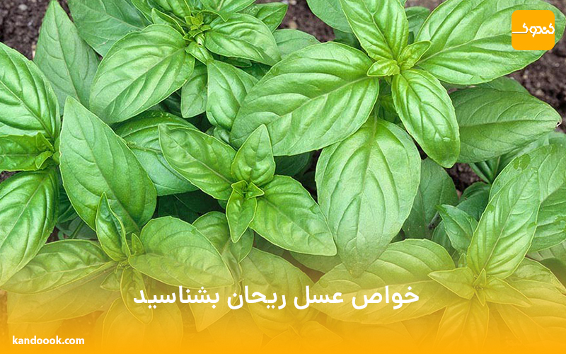 خواص عسل ریحان بشناسید