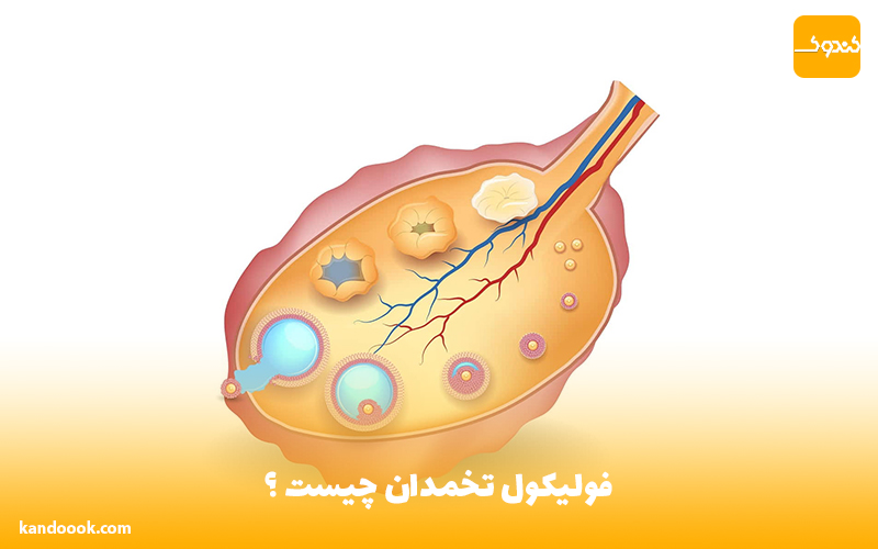 فولیکول تخمدان چیست ؟