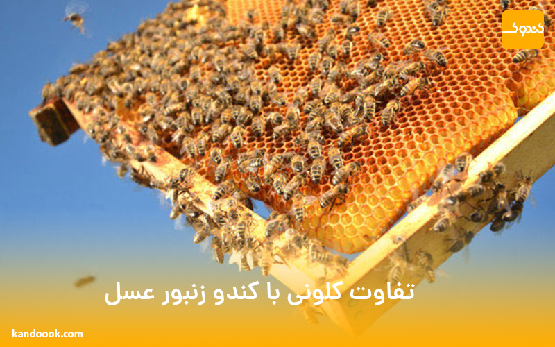 تفاوت کلونی با کندو زنبور عسل