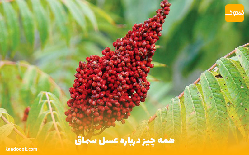 همه چیز درباره عسل سماق