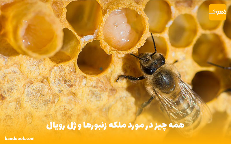 همه چیز در مورد ملکه زنبورها و ژل رویال