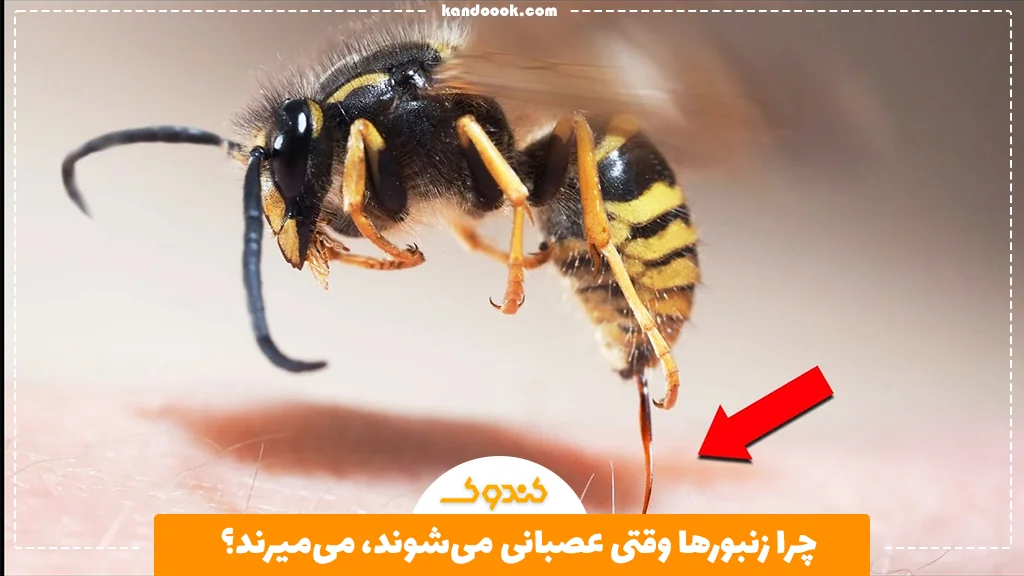 چرا زنبورها وقتی عصبانی می‌شوند، می‌میرند؟