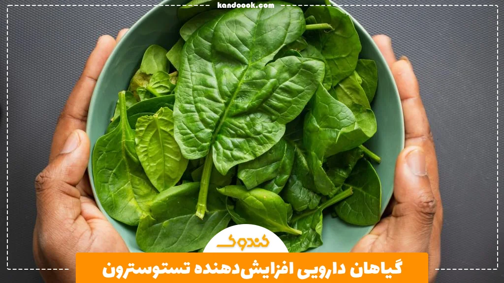 گیاهان دارویی افزایش‌دهنده تستوسترون
